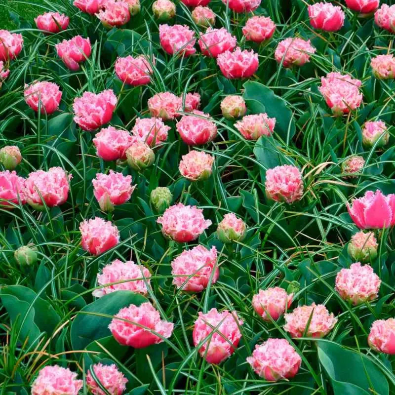 Tulipe Dentelle 'Queensland' - Tulipa | Achat direct au producteur