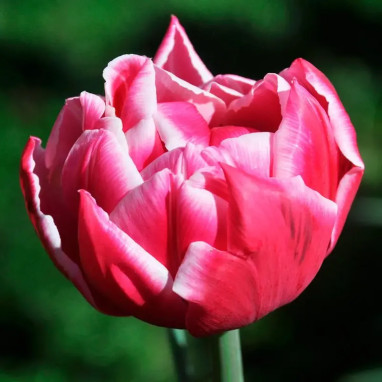 Tulipe double hâtive Columbus - Tulipa | Achat direct au producteur