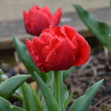 Tulipe Simple Hâtive 'Largo' - Tulipa | Achat direct au producteur