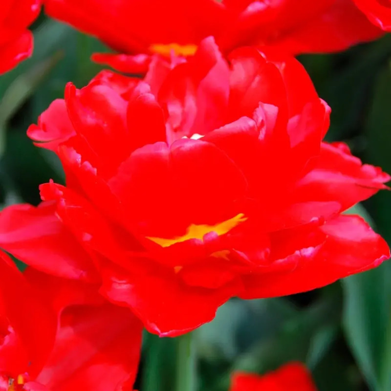 Tulipe Simple Hâtive 'Largo' - Tulipa | Achat direct au producteur