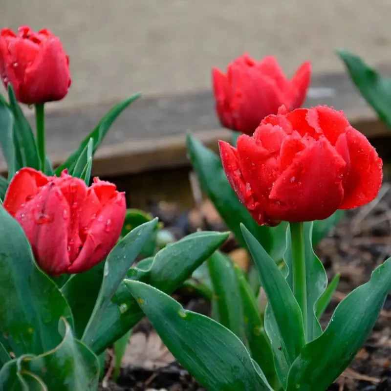 Tulipe Simple Hâtive 'Largo' - Tulipa | Achat direct au producteur