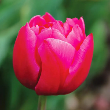 Tulipe 'Margarita' - Tulipa | Achat direct au producteur