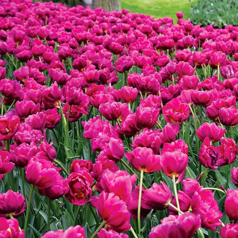 Tulipe 'Margarita' - Tulipa | Achat direct au producteur