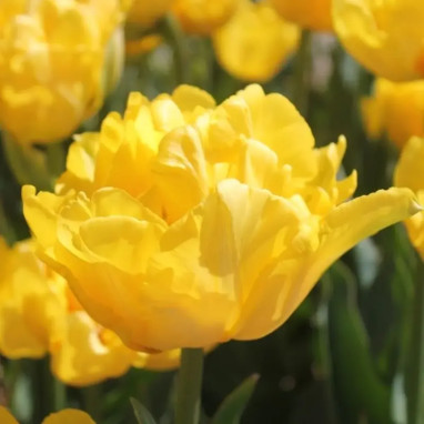 Tulipe Double Hâtive 'Marie Jo' - Tulipa | Achat producteur