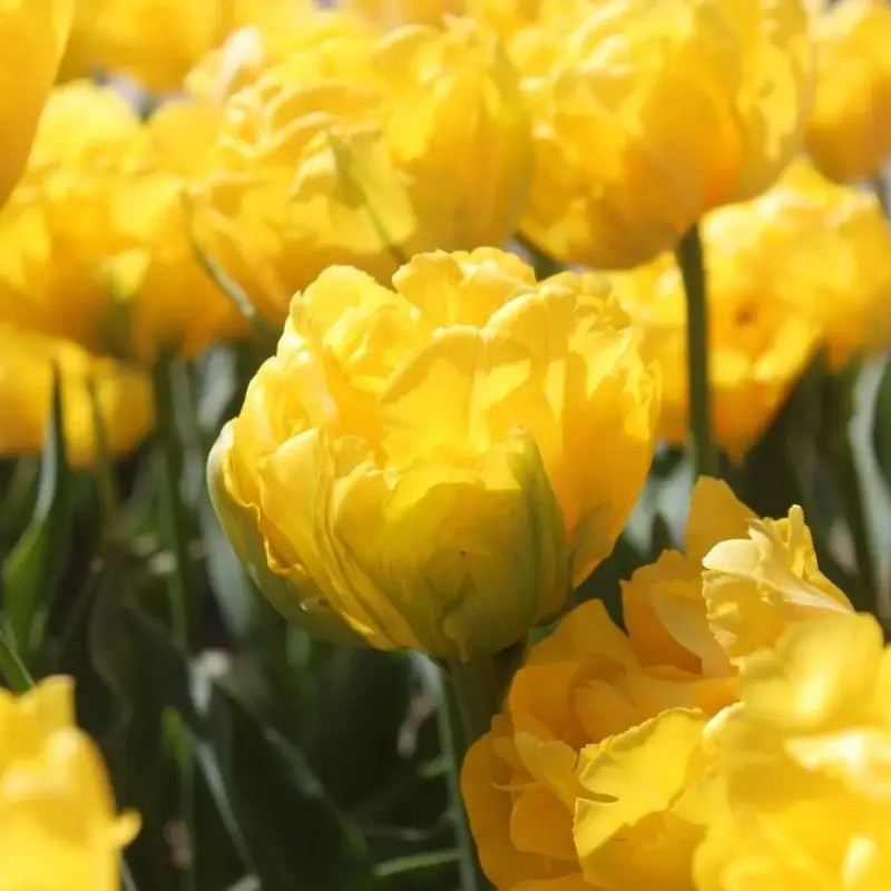 Tulipe Double Hâtive 'Marie Jo' - Tulipa | Achat producteur