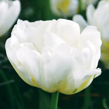 Tulipe Simple Hâtive 'Mondial' - Tulipa | Achat direct au producteur