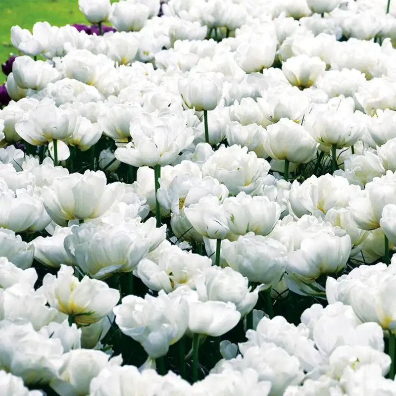 Tulipe Simple Hâtive 'Mondial' - Tulipa | Achat direct au producteur