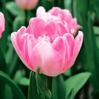Tulipe Double Hative Foxtrot