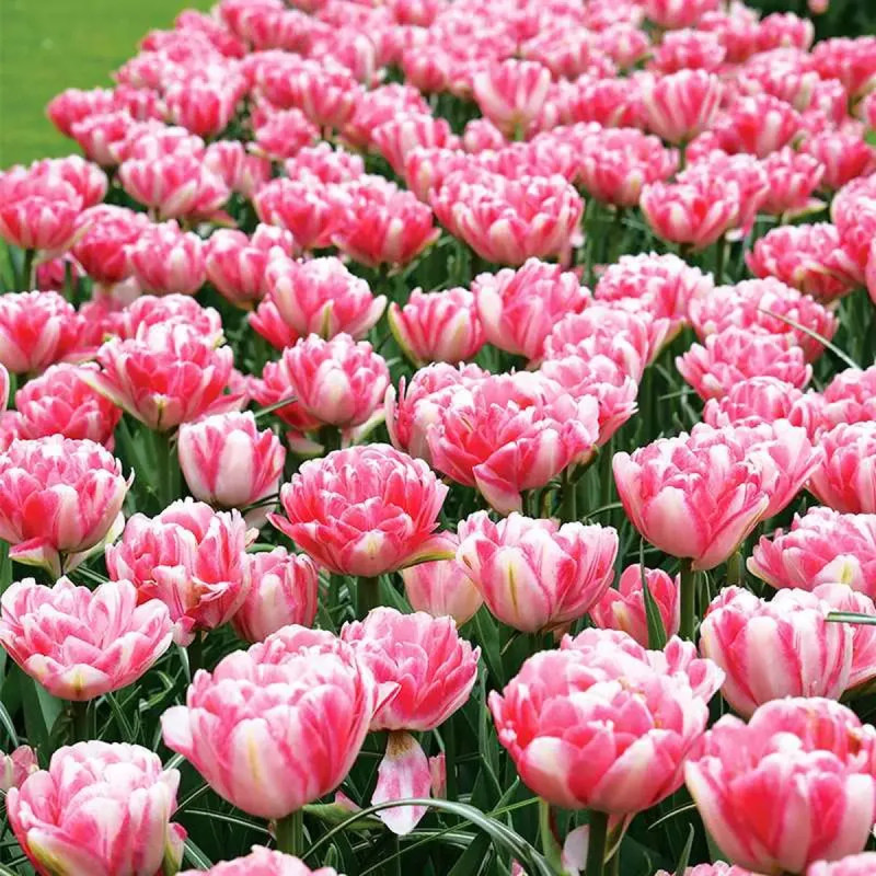 Tulipe double hâtive 'Foxtrot' - Tulipa | Achat direct au producteur