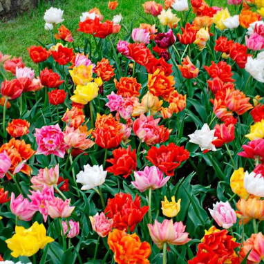 Tulipe Double Hâtive Murillo - Tulipa | Achat direct au producteur