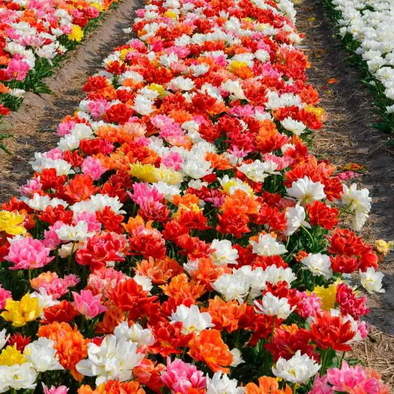 Tulipe Double Hâtive Murillo - Tulipa | Achat direct au producteur