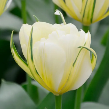 Tulipe double hâtive 'White Valley' - Tulipa | Achat producteur