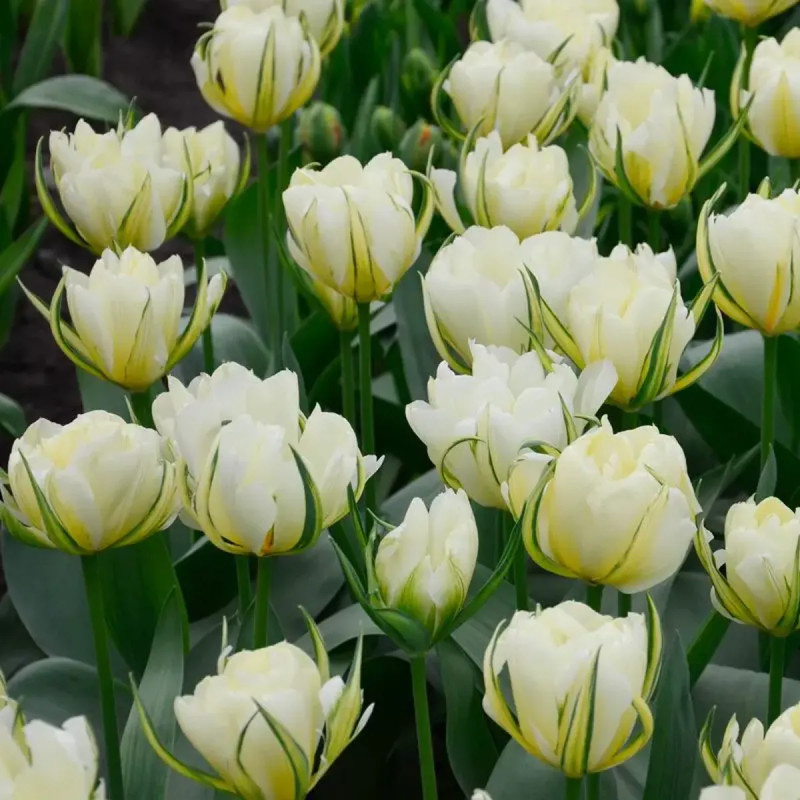 Tulipe double hâtive 'White Valley' - Tulipa | Achat producteur