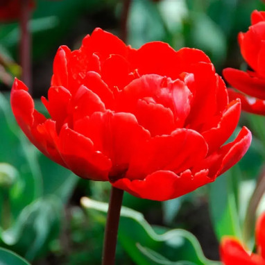 Tulipe double hâtive 'Red Princess' - Tulipa | Achat producteur
