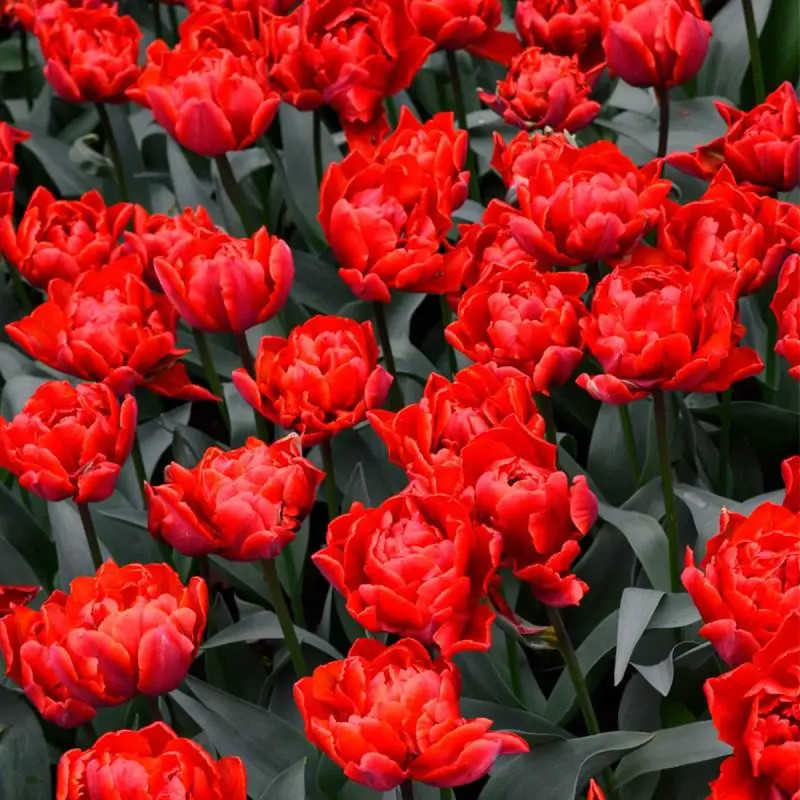 Tulipe double hâtive 'Red Princess' - Tulipa | Achat producteur