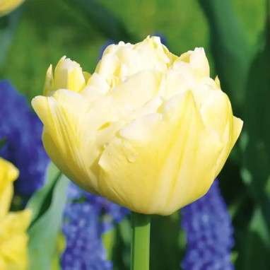 Tulipe Double Hâtive 'Verona' - Tulipa | Achat direct au producteur