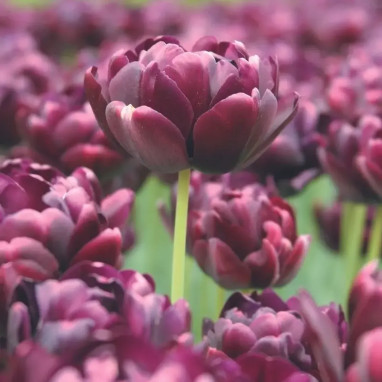 Tulipe Double Tardive 'Alison Bradley' - Tulipa | Achat producteur