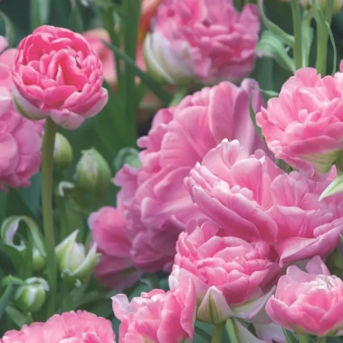 Tulipe Double Tardive 'Arosa' - Tulipa | Achat direct au producteur