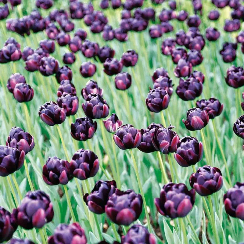 Tulipe double tardive 'Black Hero' - Tulipa | Achat producteur