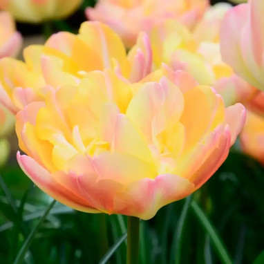 Tulipe Double Tardive 'Crème Upstar' - Tulipa | Achat producteur