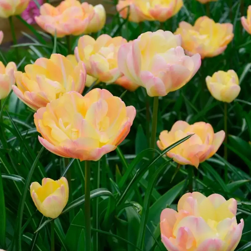 Tulipe Double Tardive 'Crème Upstar' - Tulipa | Achat producteur