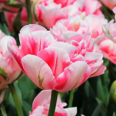 Tulipe Double Tardive 'Finola' - Tulipa | Achat direct au producteur