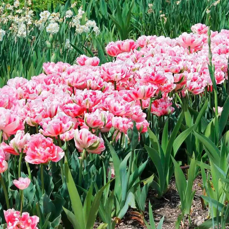 Tulipe Double Tardive 'Finola' - Tulipa | Achat direct au producteur
