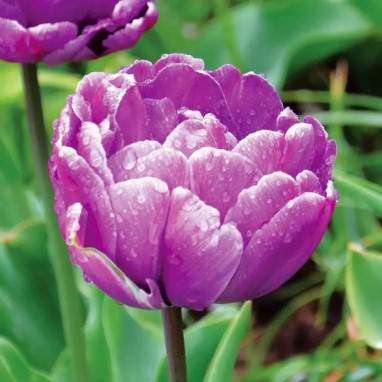 Tulipe Double Tardive 'Blue Diamond' - Tulipa | Achat en ligne