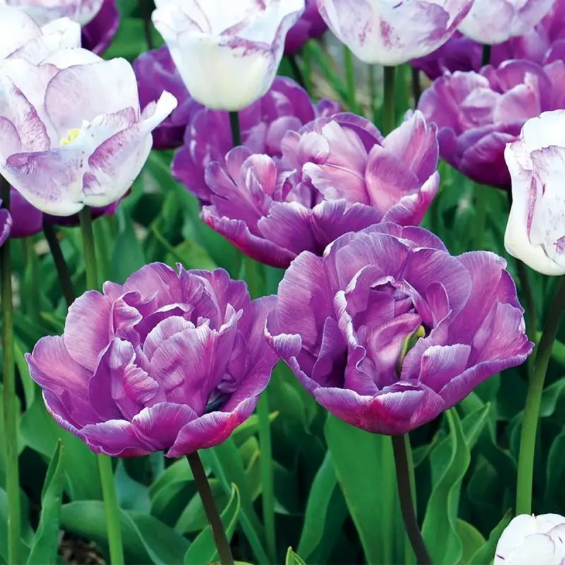 Tulipe Double Tardive 'Blue Diamond' - Tulipa | Achat en ligne
