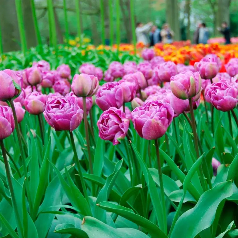 Tulipe Double Tardive 'Blue Diamond' - Tulipa | Achat en ligne