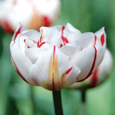 Tulipe Double Tardive 'Carnaval de Nice' - Tulipa | Achat producteur
