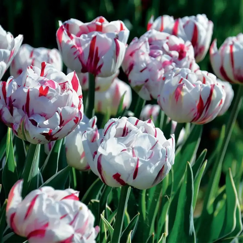 Tulipe Double Tardive 'Carnaval de Nice' - Tulipa | Achat producteur