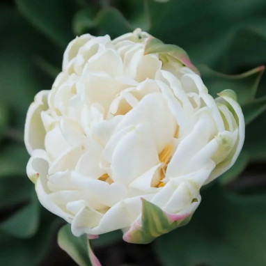 Tulipe Double Tardive 'Mount Tacoma' - Tulipa | Achat producteur