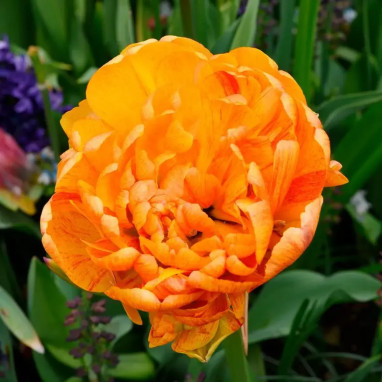 Tulipe Double Tardive 'Sun Lover' - Tulipa | Achat direct producteur