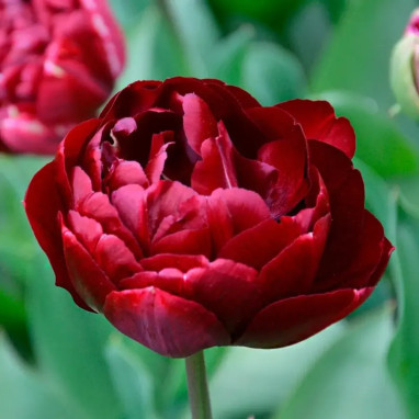 Tulipe Double Tardive 'Uncle Tom' - Tulipa | Achat producteur