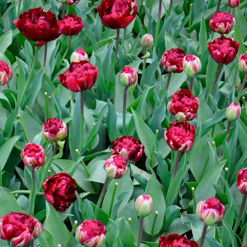 Tulipe Double Tardive 'Uncle Tom' - Tulipa | Achat producteur