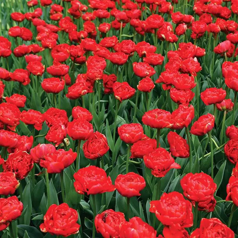Tulipe Double Tardive 'Miranda' - Tulipa | Achat direct producteur