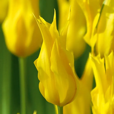 Tulipe Fleur de Lis 'Crown Jewel' - Tulipa | Achat direct au producteur