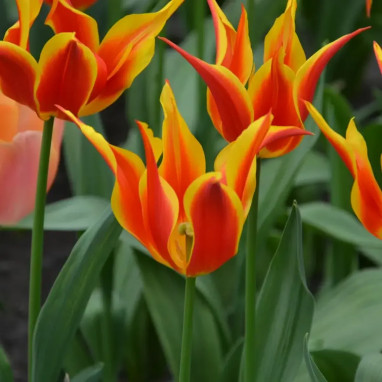 Tulipe Fleur de Lis 'Fly Away' - Tulipa | Achat direct au producteur