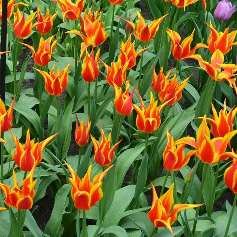 Tulipe Fleur de Lis 'Fly Away' - Tulipa | Achat direct au producteur