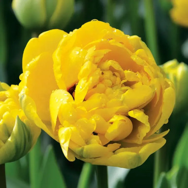 Tulipe Double Tardive 'Yellow Pomponette' - Tulipa | Achat producteur