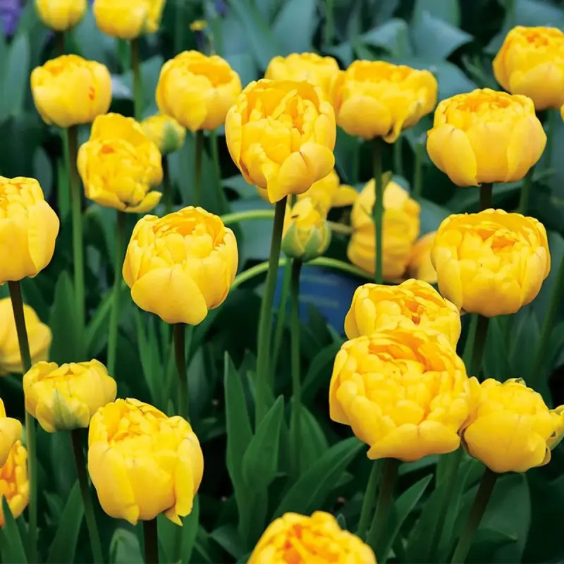Tulipe Double Tardive 'Yellow Pomponette' - Tulipa | Achat producteur