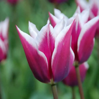 Tulipe fleur de lis Claudia - Tulipa | Achat direct au producteur