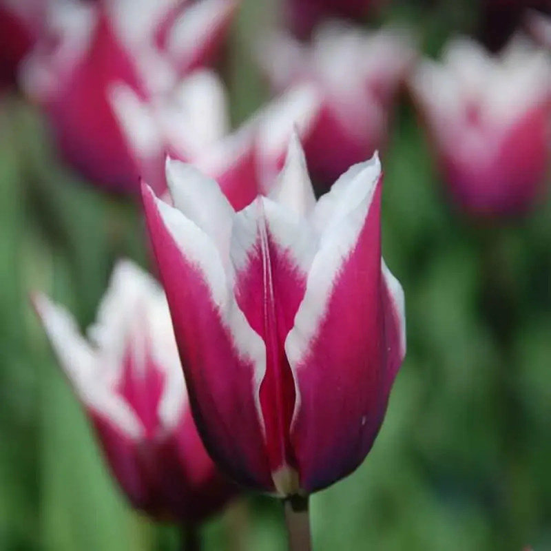 Tulipe fleur de lis Claudia - Tulipa | Achat direct au producteur
