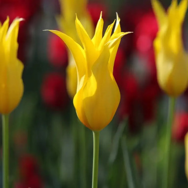 Tulipe fleur de lis 'La Perla' - Tulipa | Achat producteur