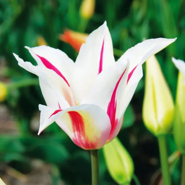 Tulipe Fleur de Lis 'Marilyn' - Tulipa | Achat direct au producteur