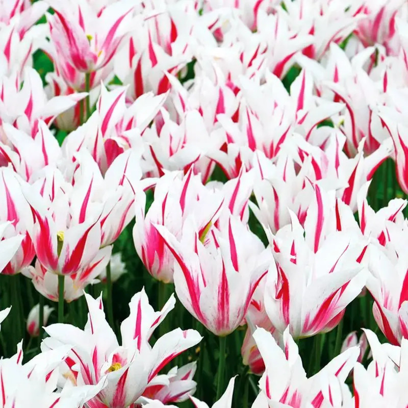 Tulipe Fleur de Lis 'Marilyn' - Tulipa | Achat direct au producteur