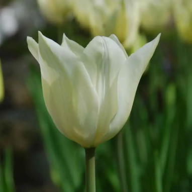 Tulipe fleur de lis 'Très Chic' - Tulipa | Achat direct au producteur