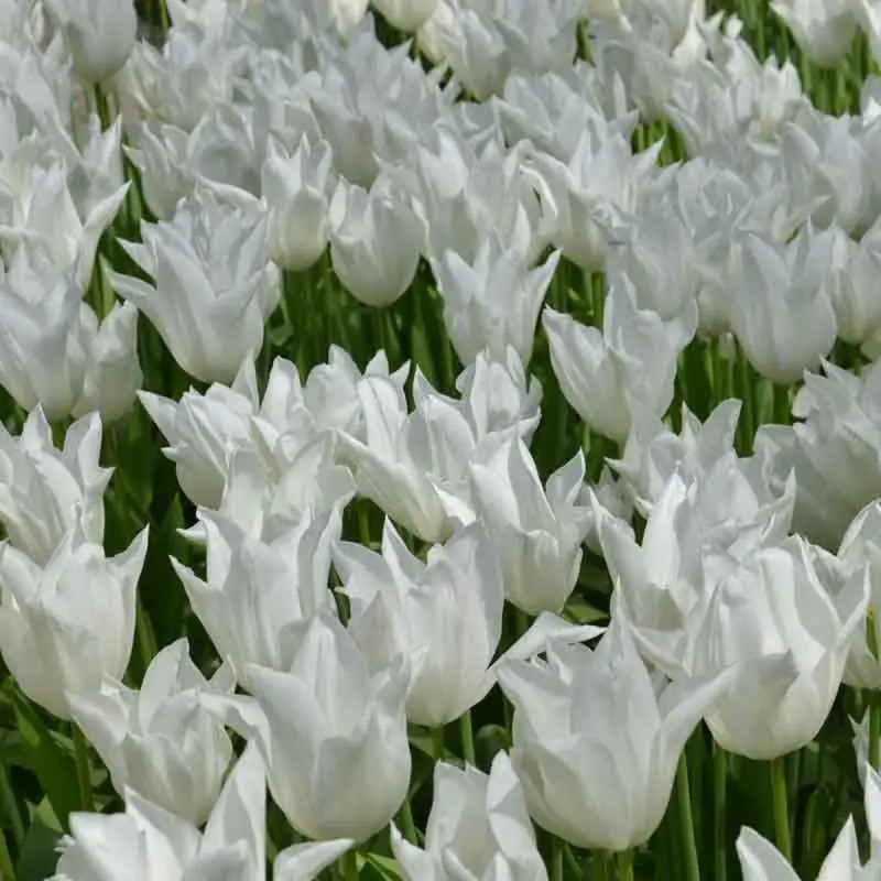 Tulipe fleur de lis 'Très Chic' - Tulipa | Achat direct au producteur