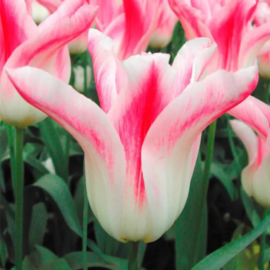 Tulipe Fleur de Lis 'Holland Chic' - Tulipa | Achat producteur